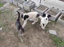 ANNY, Hund, Mischlingshund in Rumänien - Bild 5