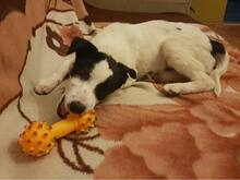 ANNY, Hund, Mischlingshund in Rumänien - Bild 9