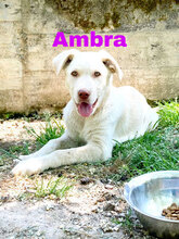 AMBRA, Hund, Mischlingshund in Italien - Bild 2