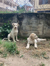 AMBRA, Hund, Mischlingshund in Italien - Bild 6