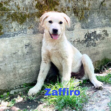 ZAFFIRO, Hund, Mischlingshund in Italien - Bild 2
