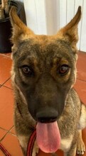 SHAMENA, Hund, Deutscher Schäferhund-Mix in Portugal - Bild 1