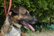 JASON, Hund, Mischlingshund in Ungarn - Bild 2