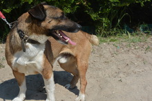 JASON, Hund, Mischlingshund in Ungarn - Bild 4