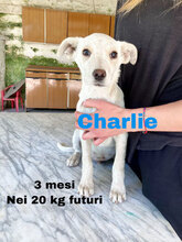 CHARLIE, Hund, Mischlingshund in Italien - Bild 2