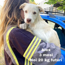 ALEX, Hund, Mischlingshund in Italien - Bild 1