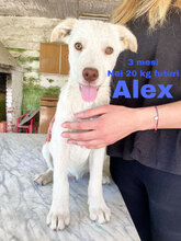 ALEX, Hund, Mischlingshund in Italien - Bild 2