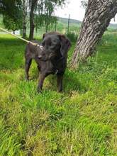 CHERNIO, Hund, Mischlingshund in Bulgarien - Bild 1