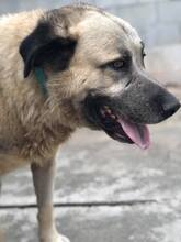 OSO, Hund, Mischlingshund in Spanien - Bild 4
