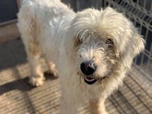FEIVEL, Hund, Rumänischer Hirtenhund in Rumänien - Bild 2