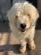 FEIVEL, Hund, Rumänischer Hirtenhund in Rumänien - Bild 4