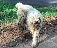 FEIVEL, Hund, Rumänischer Hirtenhund in Rumänien - Bild 6