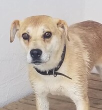 PANCHA, Hund, Mischlingshund in Spanien - Bild 1