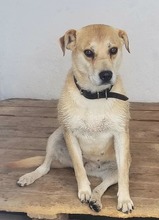 PANCHA, Hund, Mischlingshund in Spanien - Bild 10