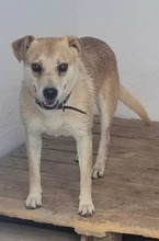 PANCHA, Hund, Mischlingshund in Spanien - Bild 8