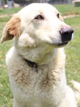 TRISTAN, Hund, Mischlingshund in Griechenland - Bild 1