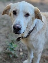 TRISTAN, Hund, Mischlingshund in Griechenland - Bild 10