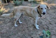 TRISTAN, Hund, Mischlingshund in Griechenland - Bild 11