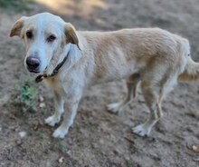 TRISTAN, Hund, Mischlingshund in Griechenland - Bild 12