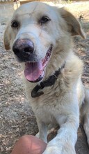 TRISTAN, Hund, Mischlingshund in Griechenland - Bild 13