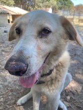 TRISTAN, Hund, Mischlingshund in Griechenland - Bild 15