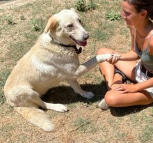 TRISTAN, Hund, Mischlingshund in Griechenland - Bild 17