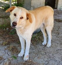 TRISTAN, Hund, Mischlingshund in Griechenland - Bild 18