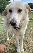TRISTAN, Hund, Mischlingshund in Griechenland - Bild 19