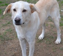TRISTAN, Hund, Mischlingshund in Griechenland - Bild 2