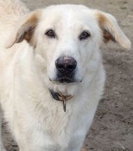 TRISTAN, Hund, Mischlingshund in Griechenland - Bild 4
