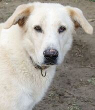 TRISTAN, Hund, Mischlingshund in Griechenland - Bild 5