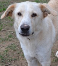TRISTAN, Hund, Mischlingshund in Griechenland - Bild 6