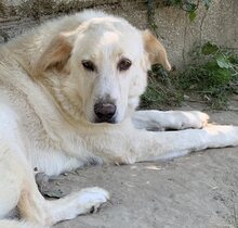 TRISTAN, Hund, Mischlingshund in Griechenland - Bild 7