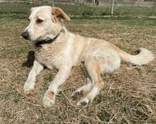TRISTAN, Hund, Mischlingshund in Griechenland - Bild 9