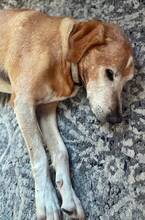 FIDE, Hund, Mischlingshund in Griechenland - Bild 7