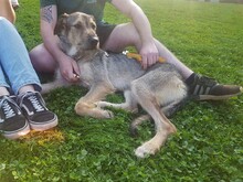 DEAN, Hund, Mischlingshund in Rumänien - Bild 11