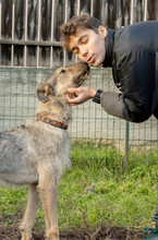 DEAN, Hund, Mischlingshund in Rumänien - Bild 13