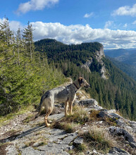 DEAN, Hund, Mischlingshund in Rumänien - Bild 14