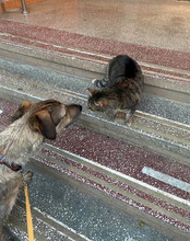 DEAN, Hund, Mischlingshund in Rumänien - Bild 18