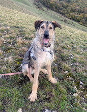DEAN, Hund, Mischlingshund in Rumänien - Bild 22