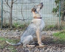DEAN, Hund, Mischlingshund in Rumänien - Bild 24