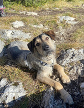 DEAN, Hund, Mischlingshund in Rumänien - Bild 25