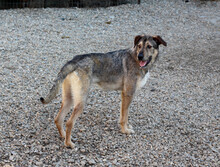 DEAN, Hund, Mischlingshund in Rumänien - Bild 4