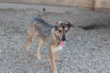 DEAN, Hund, Mischlingshund in Rumänien - Bild 5