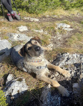DEAN, Hund, Mischlingshund in Rumänien - Bild 8