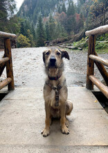 DEAN, Hund, Mischlingshund in Mantel - Bild 12