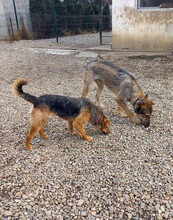 DEAN, Hund, Mischlingshund in Mantel - Bild 6