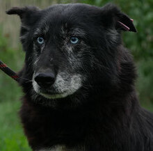 SEWER, Hund, Mischlingshund in Bulgarien - Bild 2