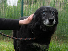SEWER, Hund, Mischlingshund in Bulgarien - Bild 3