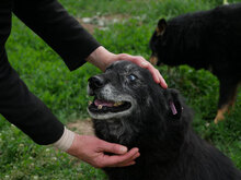SEWER, Hund, Mischlingshund in Bulgarien - Bild 4